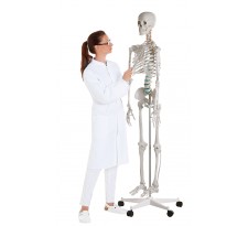 Mô hình bộ xương người, cao 1.6m